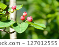 Juneberry tree with red berries 127012555
