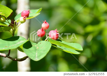 Juneberry tree with red berries 127012555