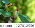 Juneberry tree with red berries 127012556