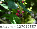 Juneberry tree with red berries 127012557