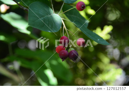 Juneberry tree with red berries 127012557