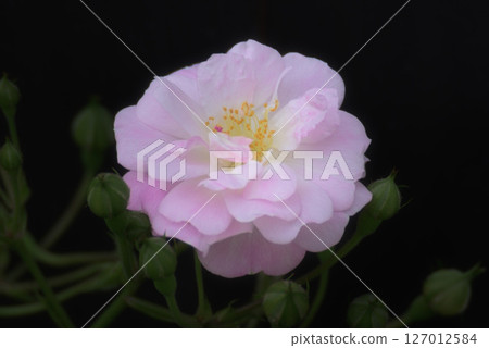 Beautiful pink roses Beautiful pink roses 127012584