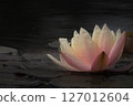 睡蓮鮮花 127012604