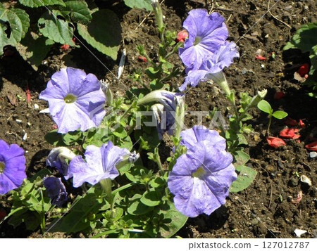 天藍色矮牽牛花 天藍色矮牽牛花 127012787