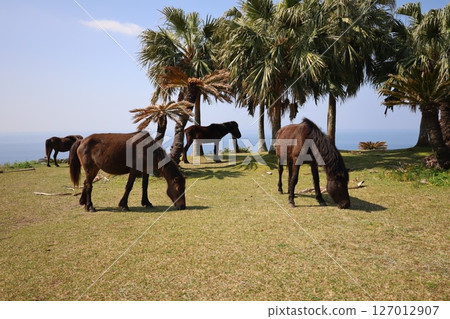 (Kyushu, Miyazaki) Wild horses of Cape Toi (Kyushu, Miyazaki) Wild horses of Cape Toi 127012907