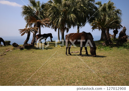 (Kyushu, Miyazaki) Wild horses of Cape Toi 127012908