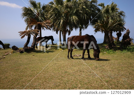 (Kyushu, Miyazaki) Wild horses of Cape Toi (Kyushu, Miyazaki) Wild horses of Cape Toi 127012909