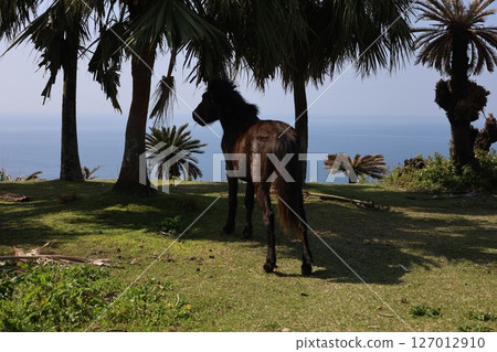 (九州、宮崎)都井岬的野馬 (九州、宮崎)都井岬的野馬 127012910