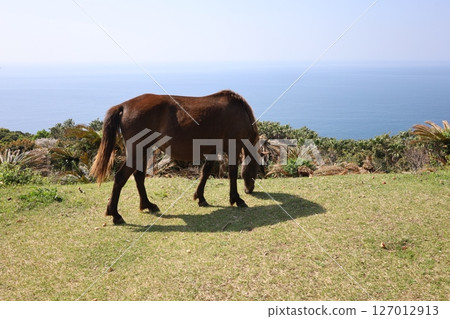 (Kyushu, Miyazaki) Wild horses of Cape Toi (Kyushu, Miyazaki) Wild horses of Cape Toi 127012913