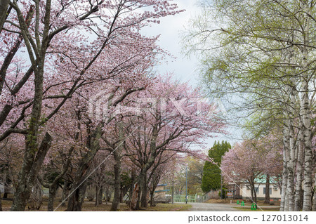 Pink flowers of the northern spring Ezoyamazakura cherry blossoms blooming on the premises Pink flowers of the northern spring Ezoyamazakura cherry blossoms blooming on the premises 127013014