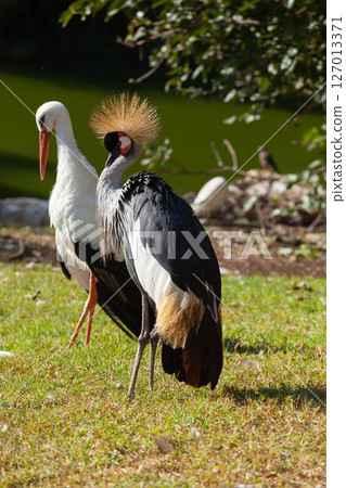 Crowned Crane against the background of a common stork 127013371