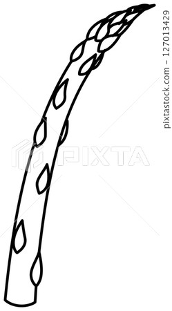 Simple and clean line drawing of asparagus 127013429