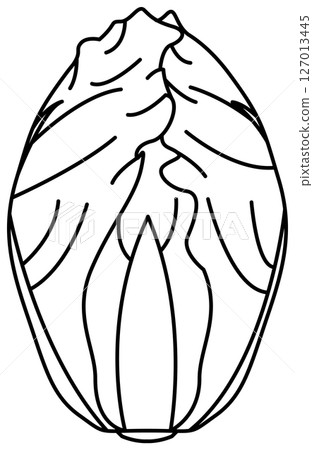 大白菜簡筆畫 127013445