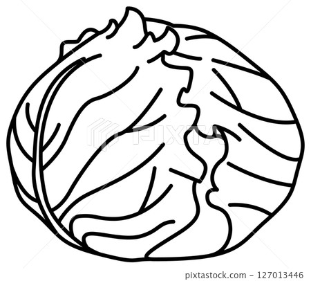 Simple and clean line drawing of cabbage 127013446