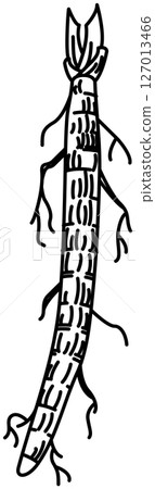 牛蒡簡筆畫 牛蒡簡筆畫 127013466