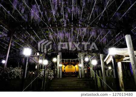 Lighted-up wisteria trellis Lighted-up wisteria trellis 127013480
