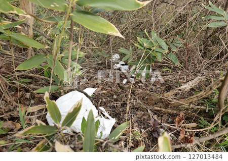 Garbage dumped in bamboo thickets, illegal dumping, environmental destruction, garbage problem 127013484