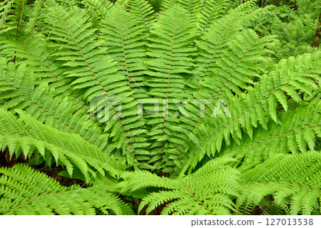 Fern leaf　 127013538