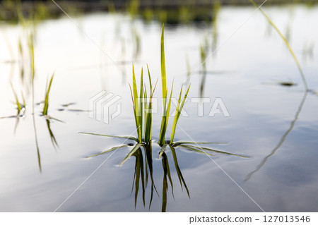 雪若丸幼苗栽植後 127013546