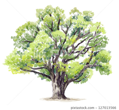 Watercolor illustration of a big tree 127013566