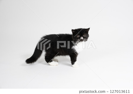 White background and exotic shorthair White background and exotic shorthair 127013611