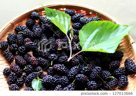Black ripe mulberries Black ripe mulberries 127013666