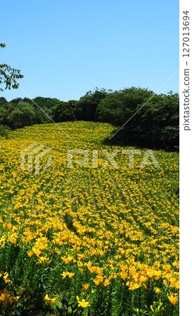 Kasui Lily Garden, Fukuroi City Kasui Lily Garden, Fukuroi City 127013694
