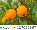 Loquats growing on a tree 127013967