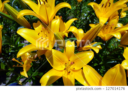 袋井市香井百合園 127014176