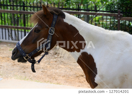 一匹馬的簡介 127014201