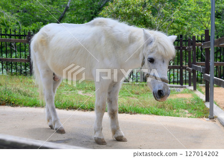 Little white horse Little white horse 127014202