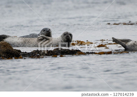 Goma seals Goma seals 127014239