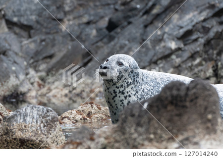 戈馬海豹 戈馬海豹 127014240