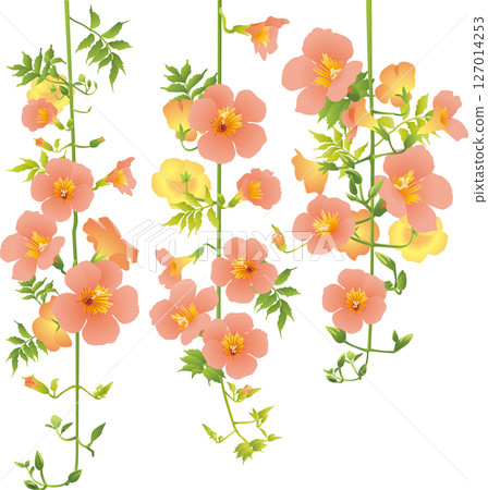 凌霄花的插圖 127014253
