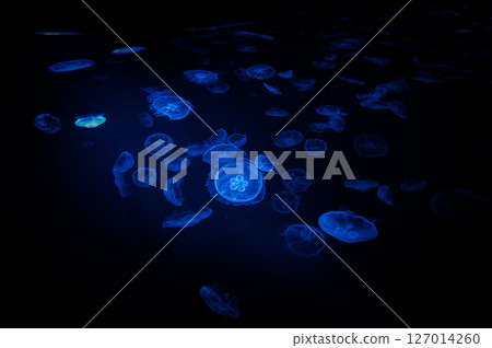 一隻藍色水母水母 127014260