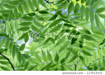 透明的樹葉 127014333