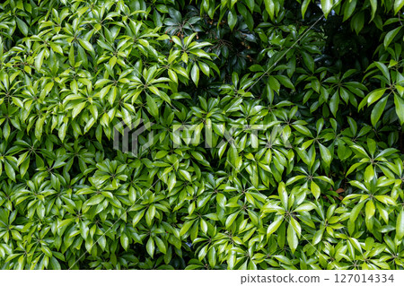 Dense, lush foliage 127014334