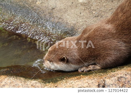 Close-up of an Asian small-clawed otter drinking water Close-up of an Asian small-clawed otter drinking water 127014422