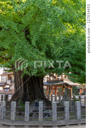 Ancient ginkgo tree at Kokubunji Temple in Sowamachi Takayama Japan Ancient ginkgo tree at Kokubunji Temple in Sowamachi Takayama Japan 127014453