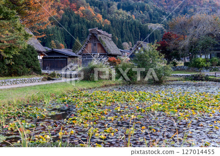 Traditional village houses with steep thatched roofs in Shirakawa-go, Japan Traditional village houses with steep thatched roofs in Shirakawa-go, Japan 127014455