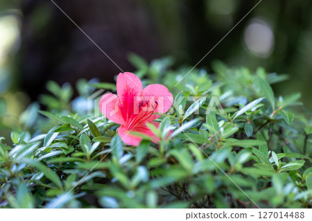 A single azalea flower in bloom A single azalea flower in bloom 127014488