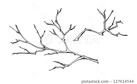 Tree, berry or bush twisted branch twig with no leaves, early spring, late autumn or winter, spiky stalks, buds. Botanical isolated illustration hand drawn in vector ink. Wedding, florist bouquet shop 127014544