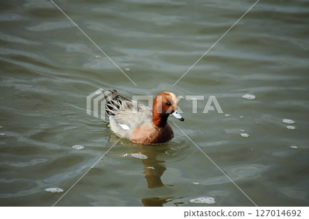 Arao City Port Wild Birds, 127014692