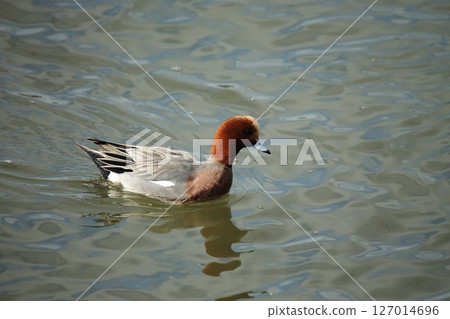 Arao City Port Wild Birds, Arao City Port Wild Birds, 127014696