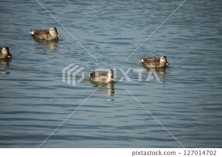 Arao City Port Wild Birds, 127014702