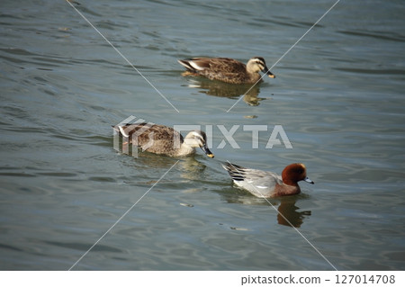 Arao City Port Wild Birds, 127014708