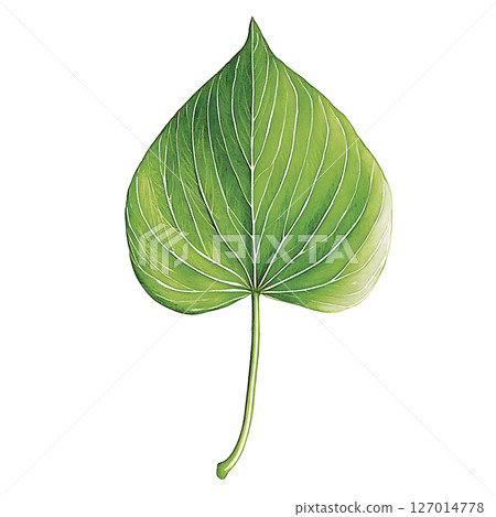 Vibrant green leaf with white veins transparency background close 127014778