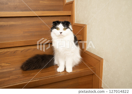 Scottish Fold sitting on the stairs 127014822