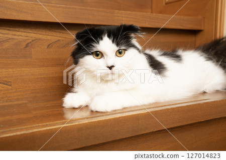 Scottish Fold lying down on the stairs 127014823