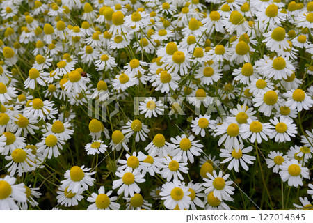Chamomile flowers in full bloom 127014845